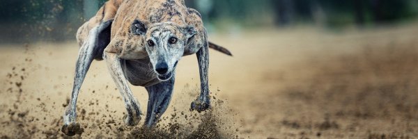 A Guide to the Best Racing Tracks in the UK For Greyhound Betting Fans